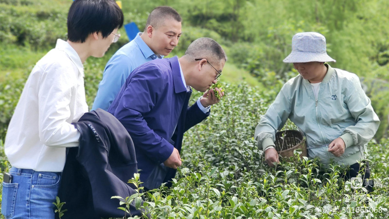 安康市開放發(fā)展高級(jí)顧問周德林一行赴紫陽縣考察